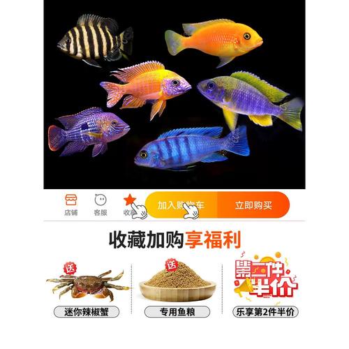 三湖慈鲷鱼活体马鲷阿里非洲王子十间虎皮热带淡水观赏鱼小型耐活