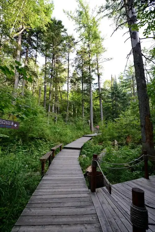 游长白山随记-----(三)地下森林40p