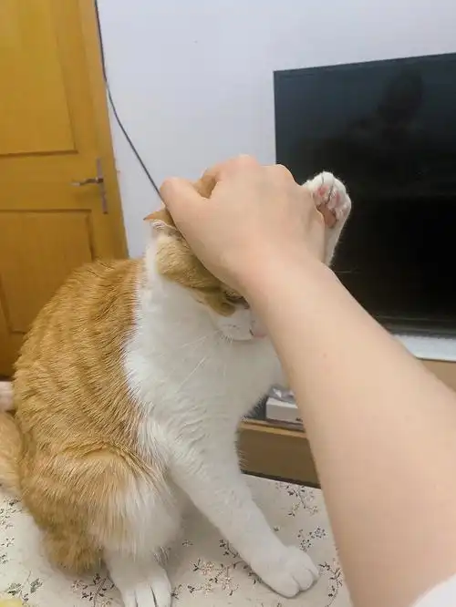 中华田园咬人猫61团团