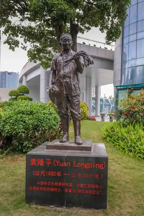 中国杂交水稻专家,袁隆平院士雕像.