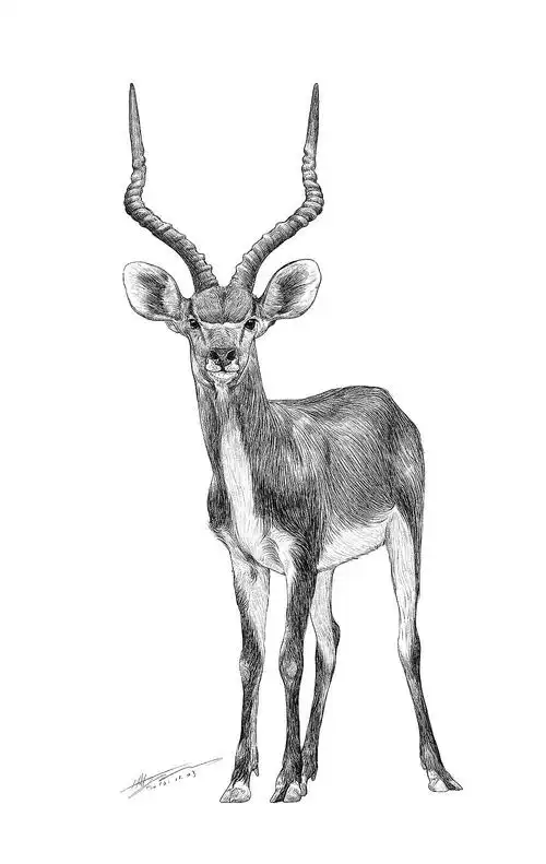 濒危动物之藏羚羊