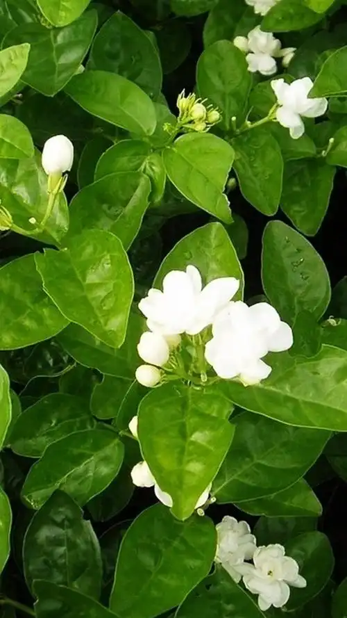 香气浓郁茉莉花,高清图片,手机锁屏桌面-壁纸族