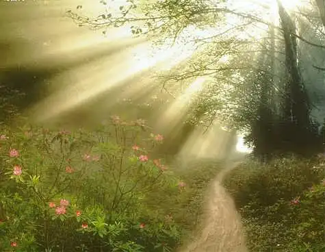 治愈系图片生如夏花