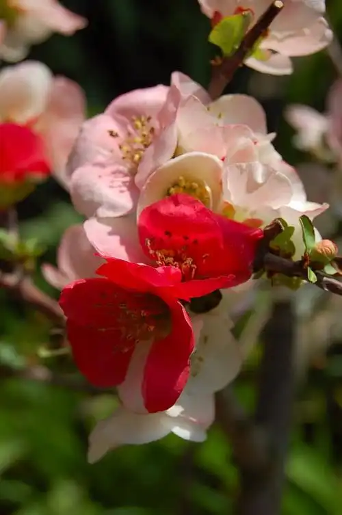 东洋锦,海棠新秀