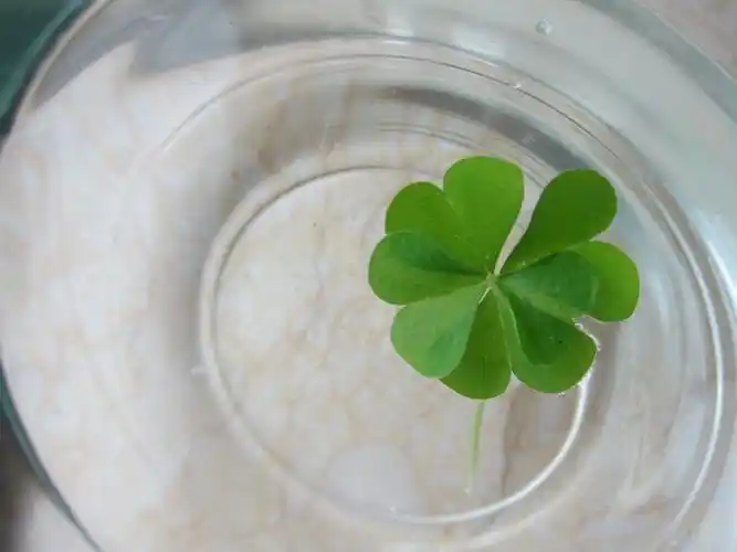 四叶草 - yves.clxy - yves.clxy