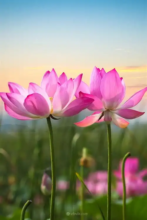 粉色荷花鲜花图片