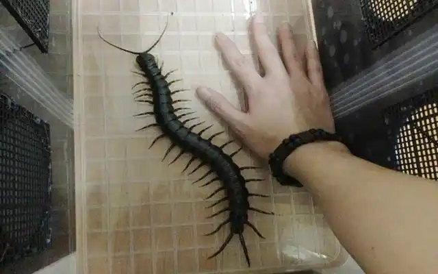 世界上最大的巨型蜈蚣五毒界的扛把子连蛇也敢吃的猛货