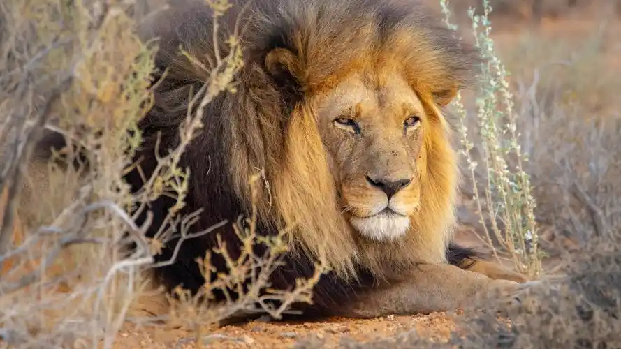 狮子壁纸【192】