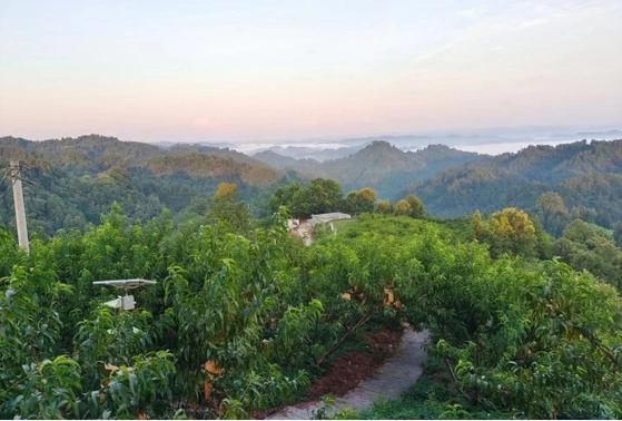 吉首:铁岩村黄桃园来了一群"红马甲"