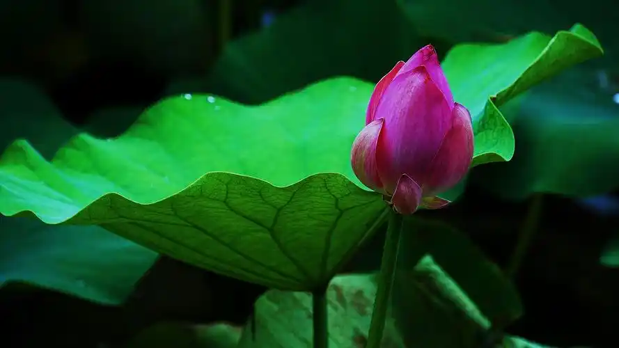 接天莲叶无穷碧,映日荷花别样红