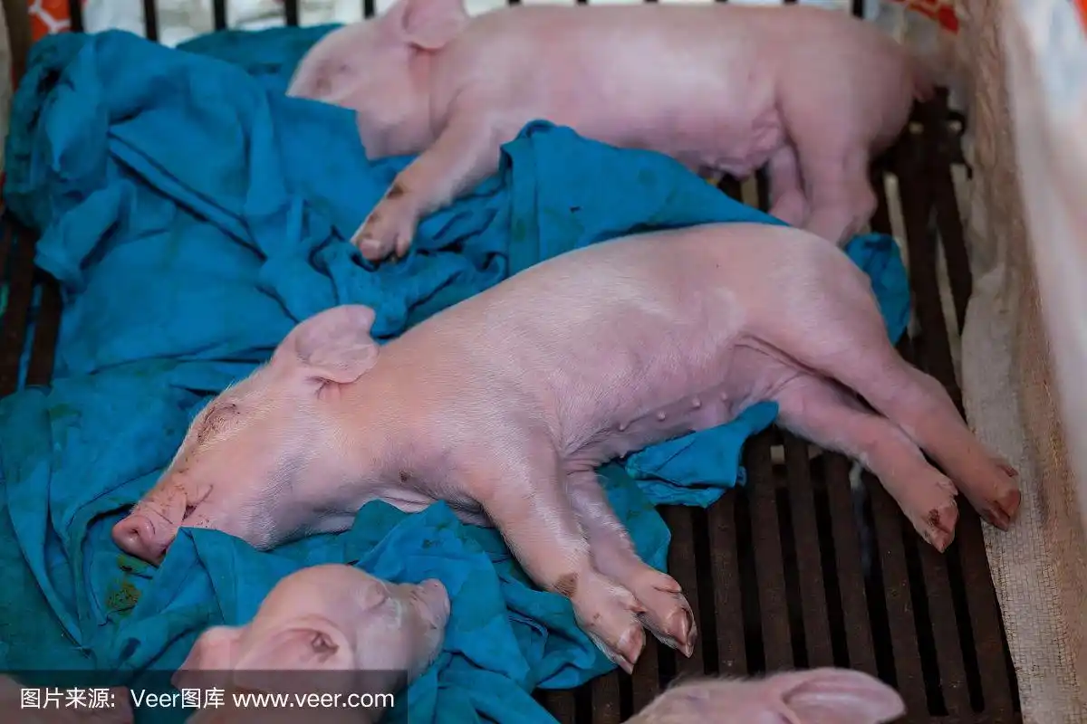 刚出生的小猪乳猪正在睡觉.