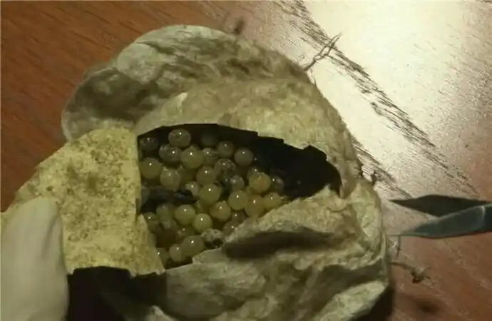 这些颗粒状的小蛋蛋是蜘蛛的卵,而这一整包是蜘蛛的卵囊,也称卵袋