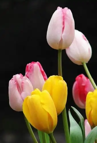 高雅的郁金香手机壁纸