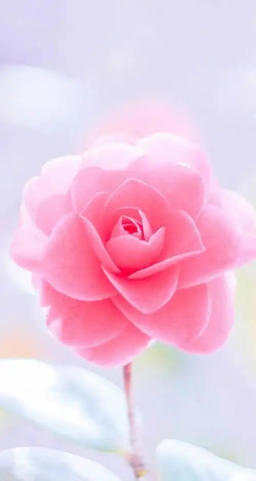 壁纸美图,鲜花怒放,五彩斑斓,绚丽多姿,美不胜收