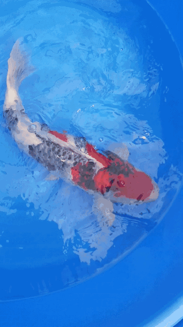 368_656竖版 竖屏gif 动态图 动图