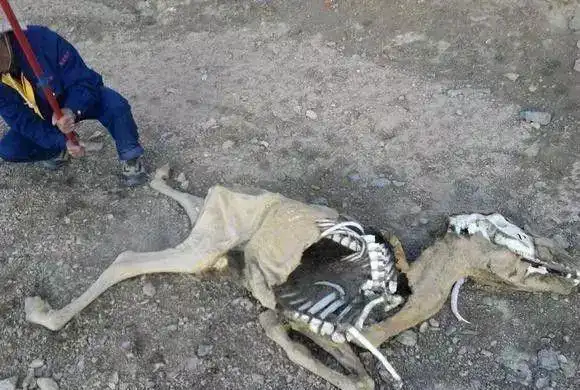 网友冒死进入可可西里无人区,动物尸骨随处可见