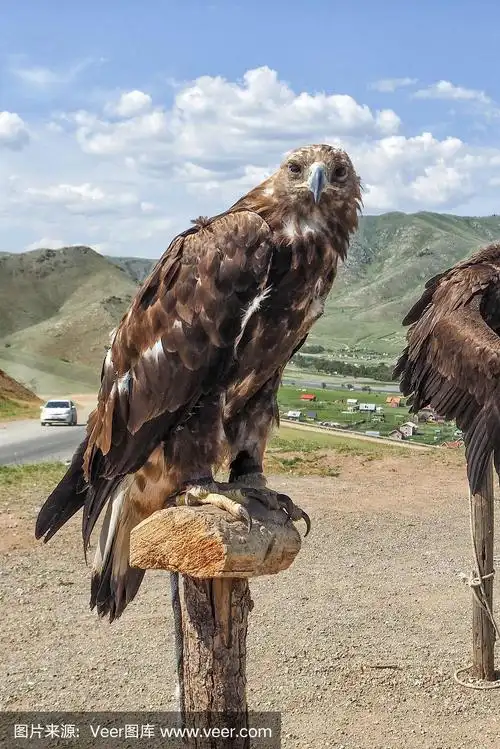 蒙古的蒙古鹰肖像