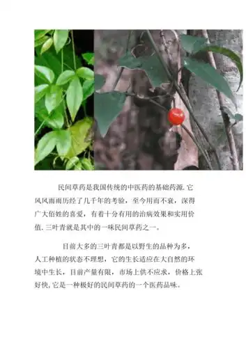 三叶青的功效与作用(三叶青的功效与作用及禁忌)