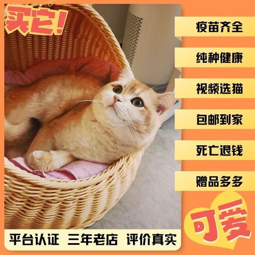 金渐层猫蓝金猫金渐层短毛长毛蓝金短毛长毛猫咪成年猫幼猫英短