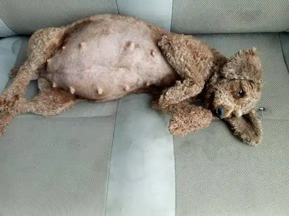 朋友家养了一只泰迪狗狗,没怀孕之前我看还挺可爱的,浑身毛茸茸的