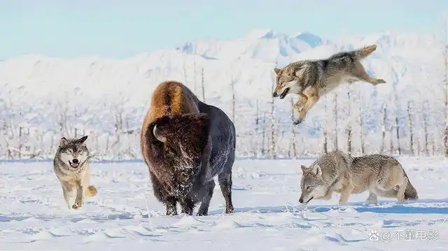 这是史上最强悍的狼王,在零下40度的北极地带,它带领族群狂奔30里追捕