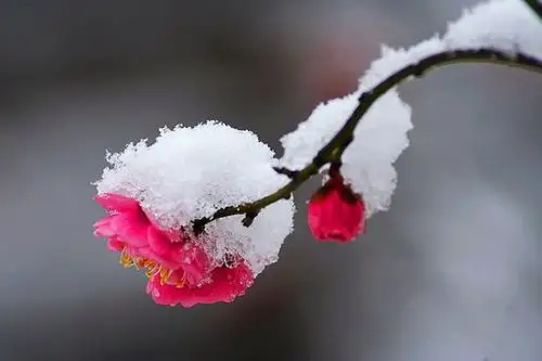 雪中梅花吐芬芳 - 悠悠 - 悠悠的博客
