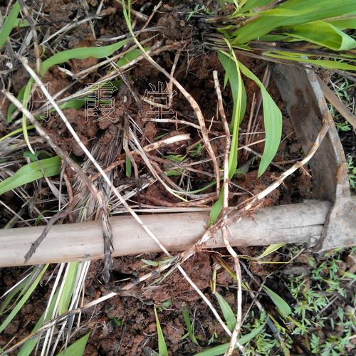 新鲜白茅根现挖白茅草茅根草传统下火汤料广东凉茶