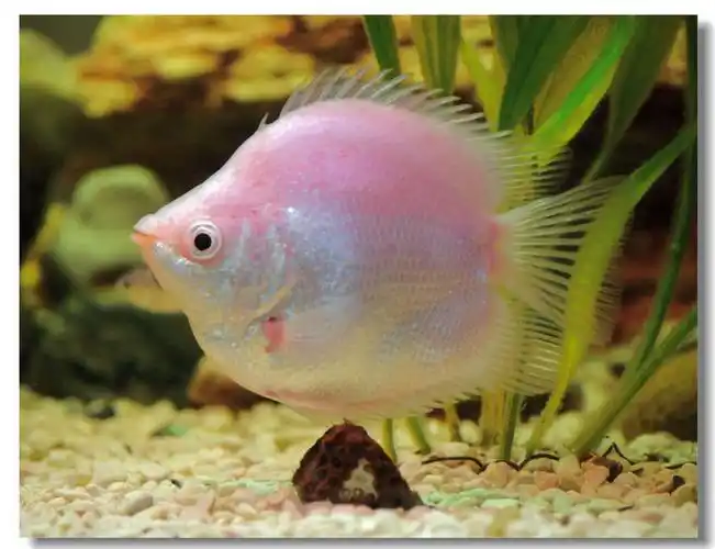 鱼是睁着眼睛睡觉的,因为鱼没有眼睑,所以你看着一条鱼一动也不动时