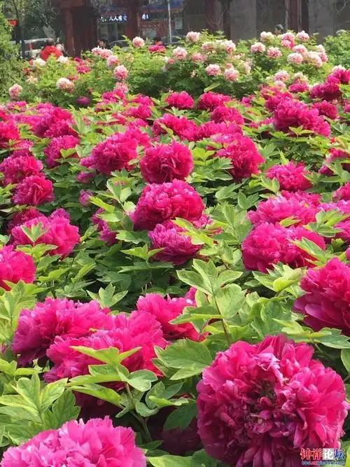 洛阳的牡丹花真的很美