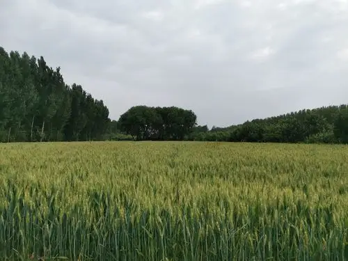即将成熟的麦田 - 花粉随手拍超感知影像 花粉俱乐部