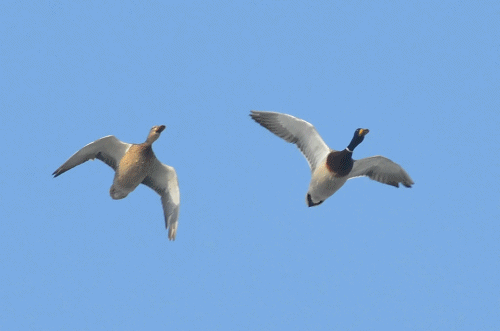 确认过眼神,你就是"鸟中大熊猫"!