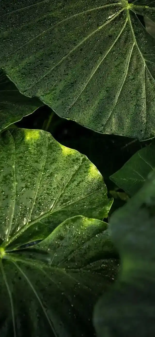 植物花卉高清壁纸:护眼,唯美小清新,挺养眼的