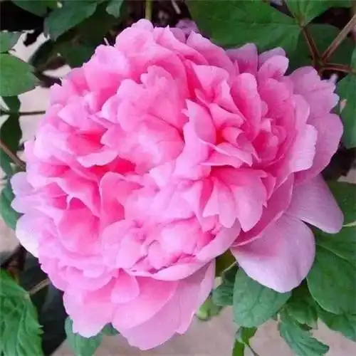 唯美鲜花头像 高清漂亮适合微信头像的花朵图片唯美_植物头像_头像屋