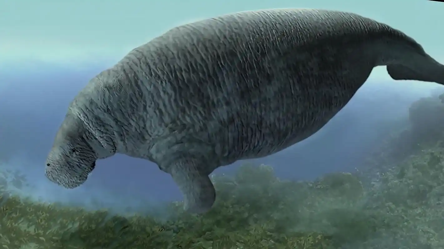 不到30年的时间,大海牛就灭绝了,再牛的海中巨兽也后悔遇到人类