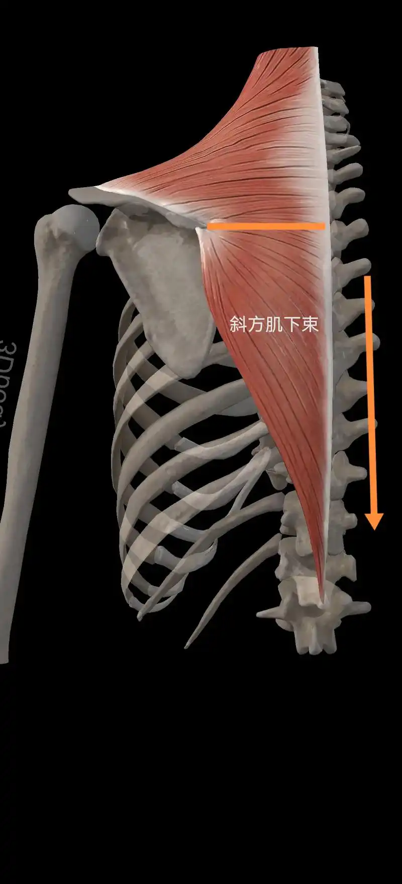 大漏特漏(no)!各位电脑达人,开始出现 - 抖音