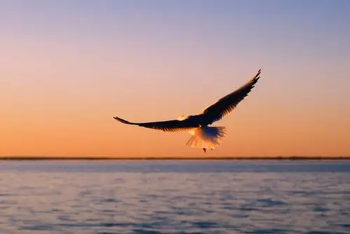 来到了额济纳旗的著名景区"居延海",观赏拍摄日出和海鸥飞翔的美景,但