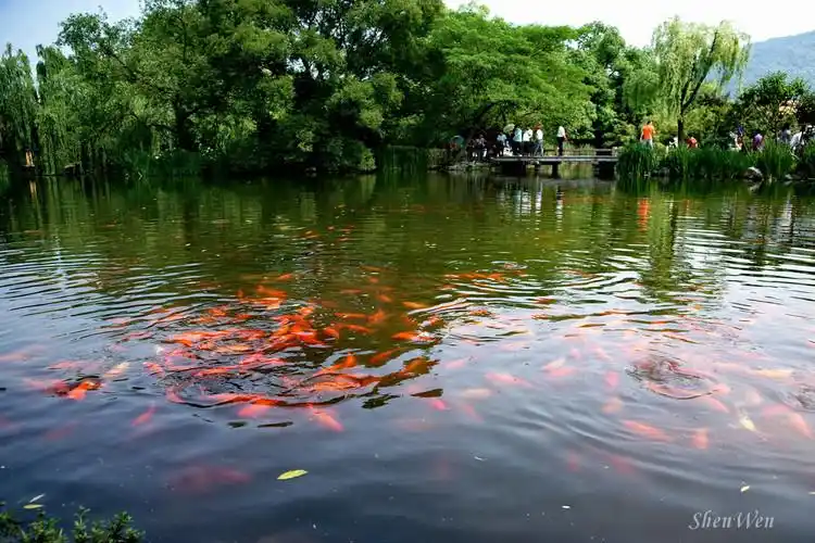 【引用】杭州西湖花港观鱼【原创】