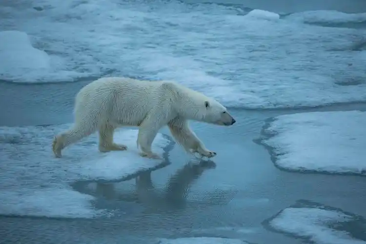 北极圈创纪录32度高温那些在北极的北极熊现在怎么样了
