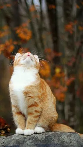 动物,猫咪,可爱美女,动物,猫咪,可爱,手机壁纸淘气嬉闹萌宠猫