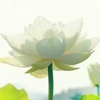 清新淡雅小花朵头像_淡淡的花香浅浅的色彩带来一整天好心情