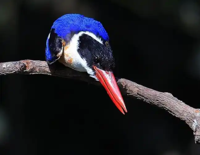 阜新一一蓝翡翠鸟锁定猎物准备出击