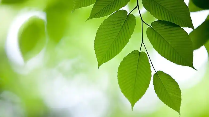 51m上传时间:2020-06-16壁纸标签:护眼壁纸封面图护眼壁纸【93】壁纸