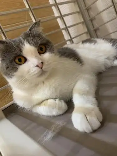 英短蓝白折耳猫,超级可爱 想带回家