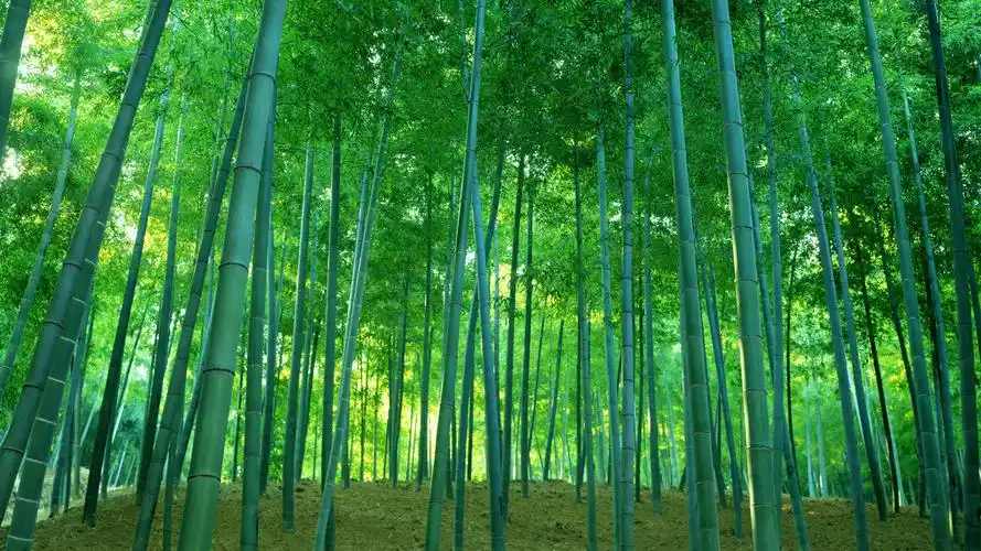 茂密绿色竹林风景桌面壁纸