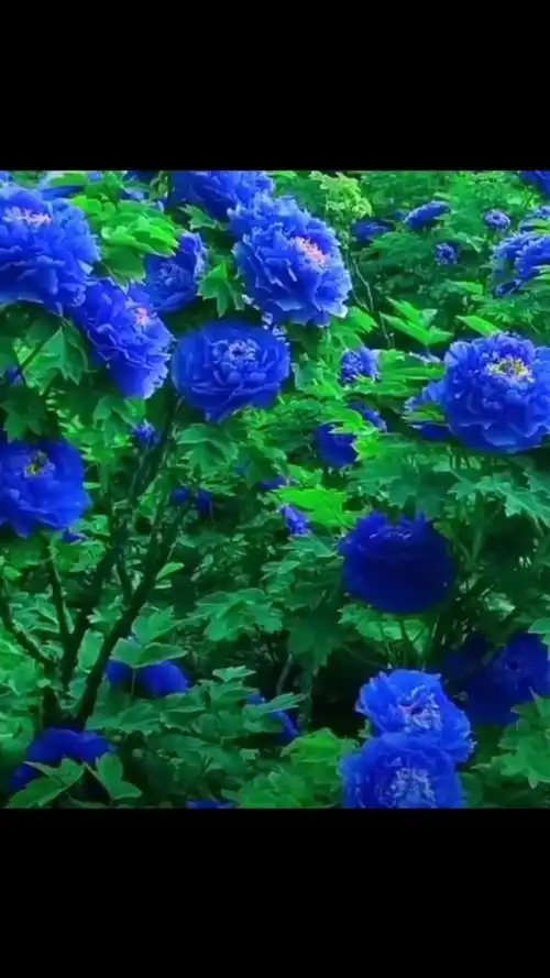 全民颜选#洛阳蓝牡丹