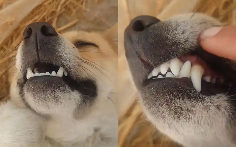 牙白!这狗口呼吸!