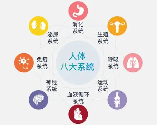 补的健康理念,专注产品的先进性,安全性,高效性,以人体八大系统为基础