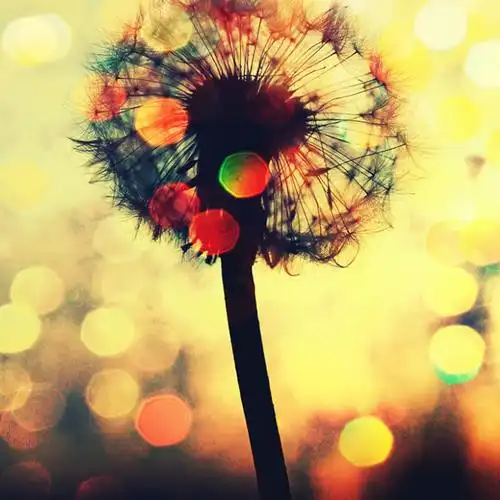 微光蒲公英意境图片_唯美微信头像图片_扣扣居