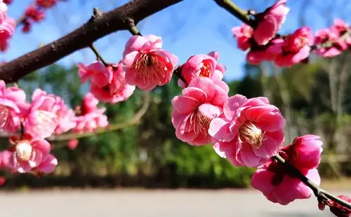 组图丨烈士公园红梅绽放报春