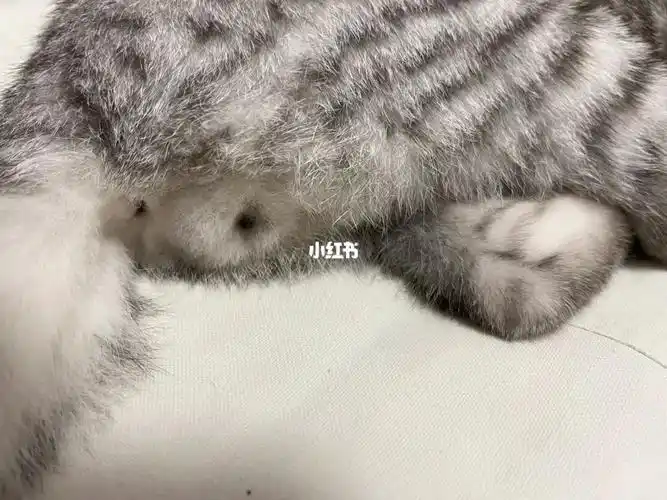 公猫还是母猫呀09